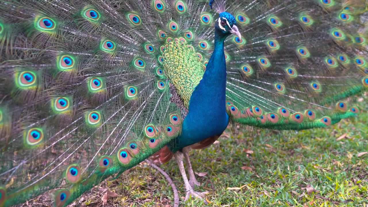 Vidéos Oiseaux Perroquet HD | Animals Birds in jungle full HD [No Copyright]