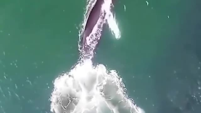 this is how whales find food