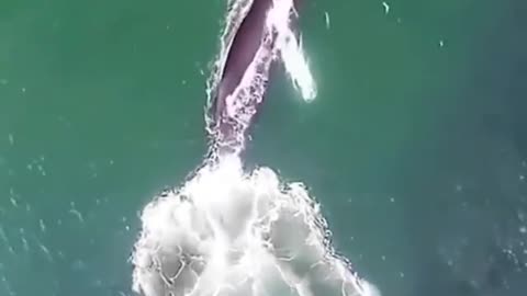 this is how whales find food