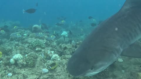 Shark Steals Turtles Dinner