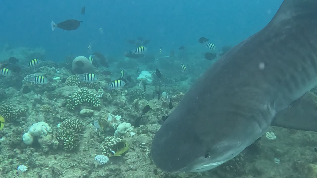 Shark Steals Turtles Dinner