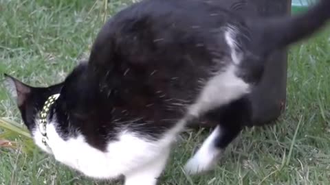 Gato amputado