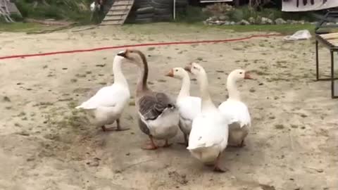 Beautiful Northern geese