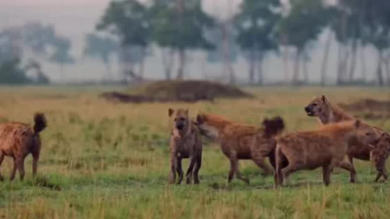 Undeniable Reasons To Lion Killed By Hyena