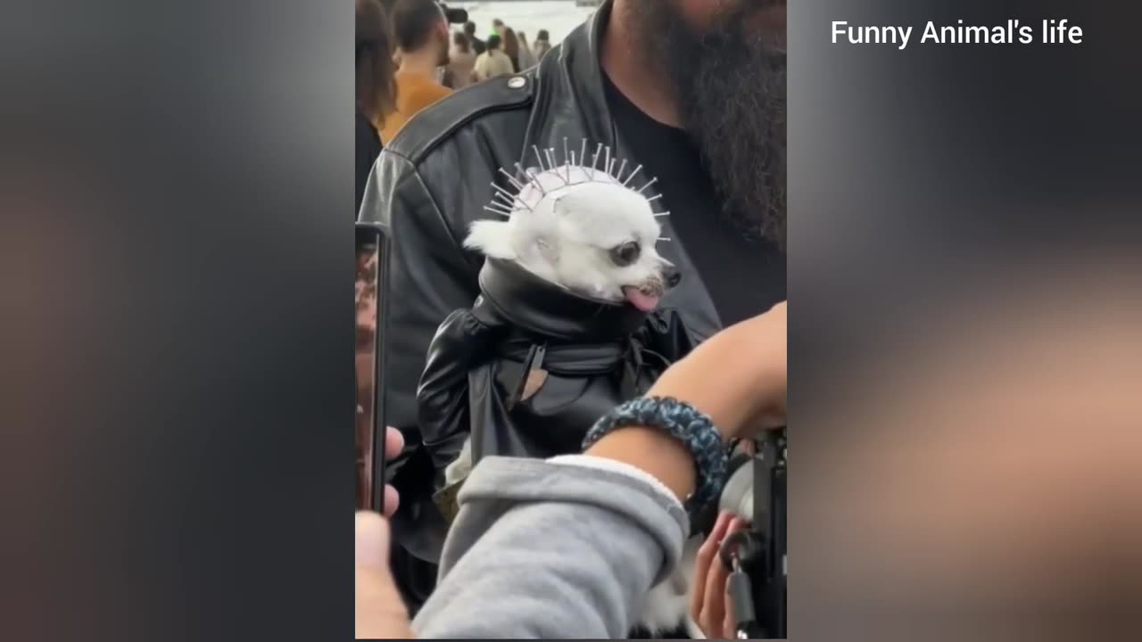 Funniest Animals 2023 😂 Funny Cats and Dogs 🐱🐶 Funny Animal Videos 2023