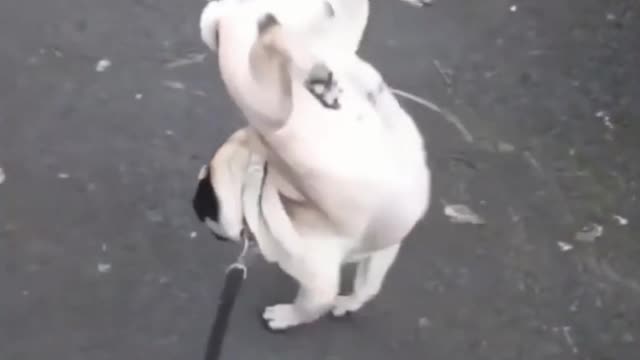 Talented Dog Does Handstand While Peeing