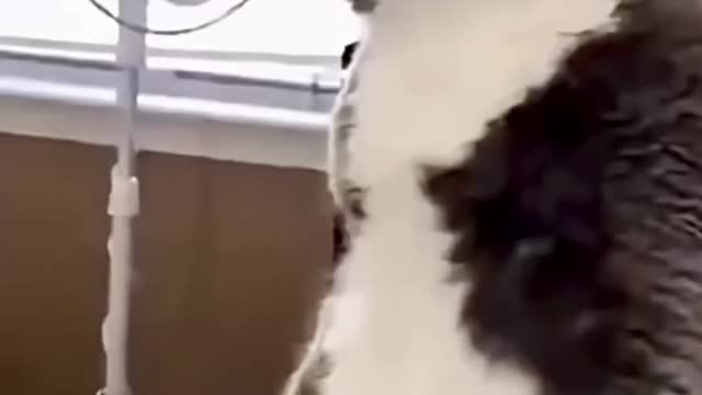 The dog is afraid to cut its claws cats frozen in horror 🤣