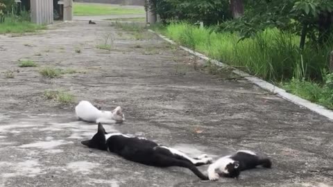 very cute 💜 cats