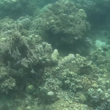 The Reef is Healing: Snorkeling through Nature's Comeback 🐠🌿🌊