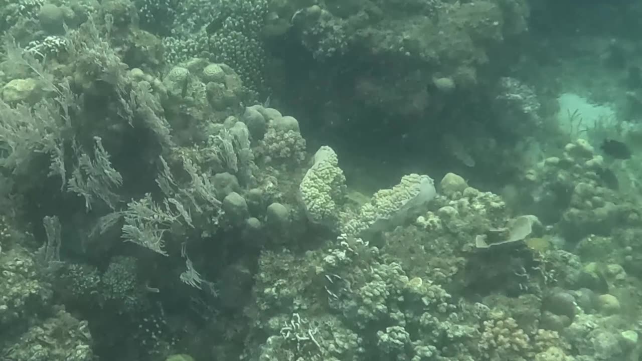 The Reef is Healing: Snorkeling through Nature's Comeback 🐠🌿🌊