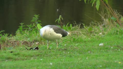 Seagull Water Bird Gull Feeding Beak Feather