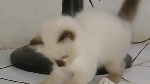 playing kittens are adorable