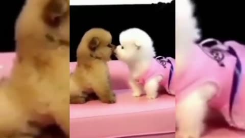 Cute pets