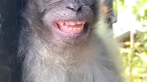 amusing monkey stunt while tired