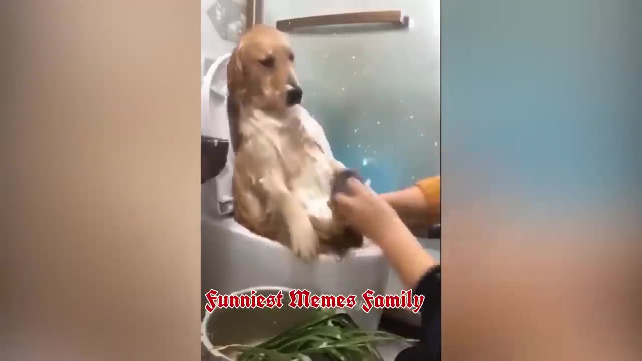 Funny Animals 2023 π Funniest Cats and Dogs πΊπΆ