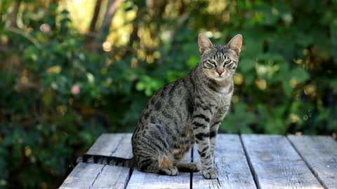 Cat With Beautiful Eyes 😻😸🐈..!!