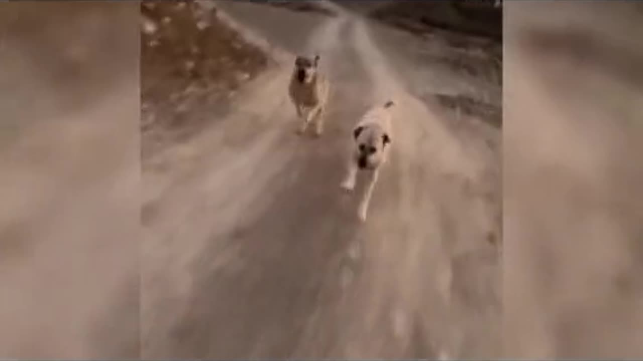 Chasing Dog