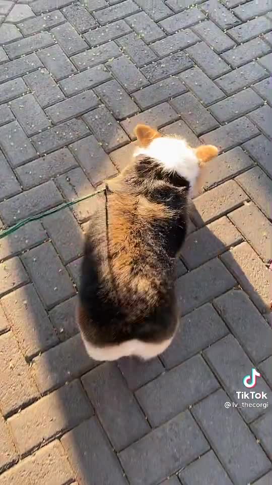 Corgi Butt <3