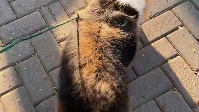 Corgi Butt <3