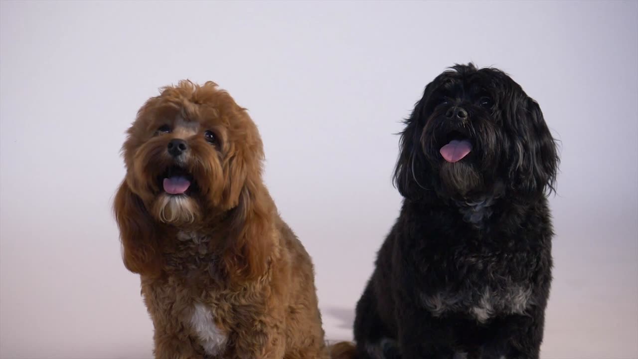 Pets Adorable Duo: Two Dogs Enjoying Quality Time Together