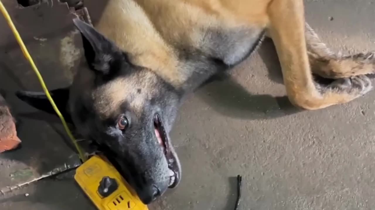 Dog very heart touching videos 😭😭😭#sad#vria#heart#video#