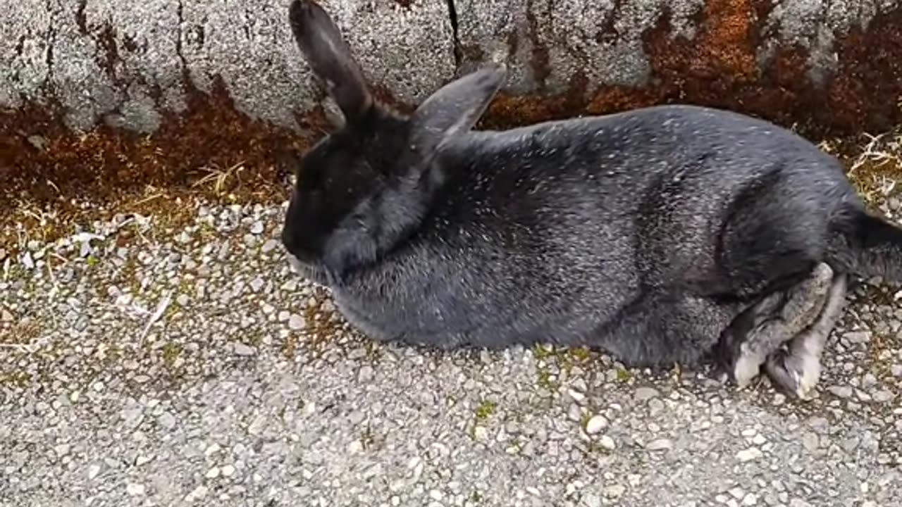 Resting rabbit song