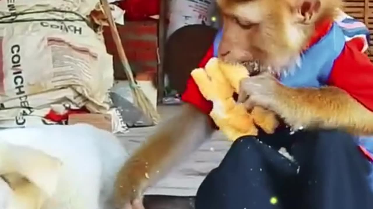 Dog and Monkey | dog and monkey funny video