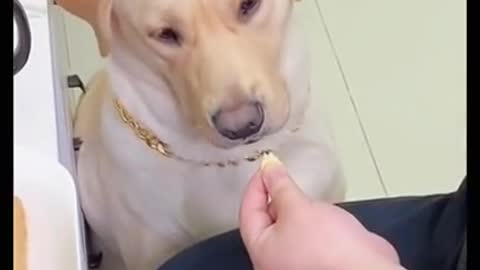 Unbelievable!!! Funny Dog Videos Try Not To Laugh 🦴🐕🐶