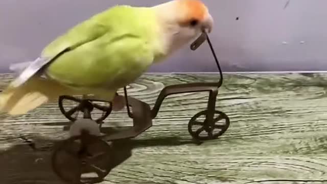 Sweet hand tamed Birdies.