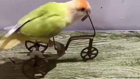 Sweet hand tamed Birdies.