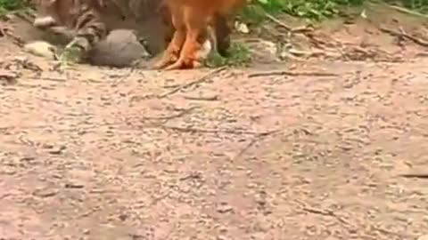 Cat finding out why us country boys don’t mess with a rooster lil