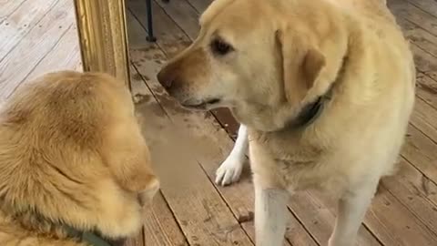 dog vs dog