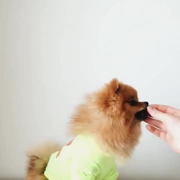 dog videos funny,dog video song,dog videos barking,dog videos cute,dog video comedy,dog