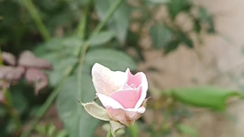 Indian Rose