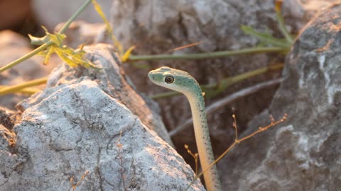 Close up of a snake in between the rocks