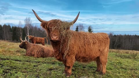 Cows and new black bull at the pasture 1st of November 2021