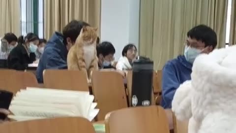 Cat: Sneak in a little squint, and the teacher shouldn't notice, right?