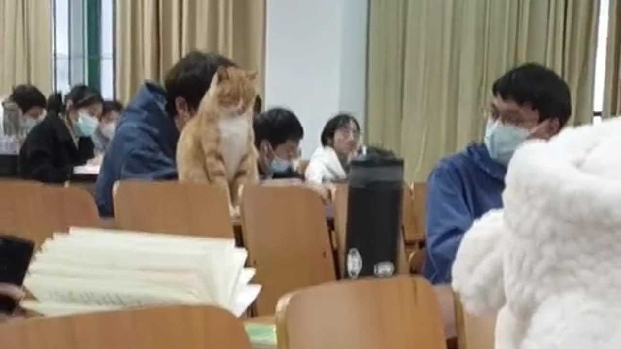 Cat: Sneak in a little squint, and the teacher shouldn't notice, right?