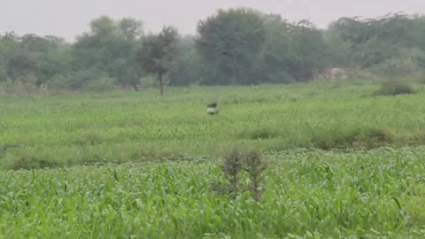 Lesser Florican Bird