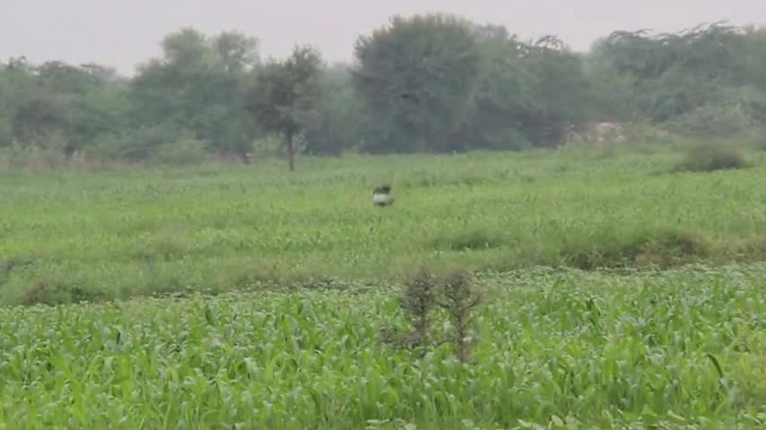 Lesser Florican Bird