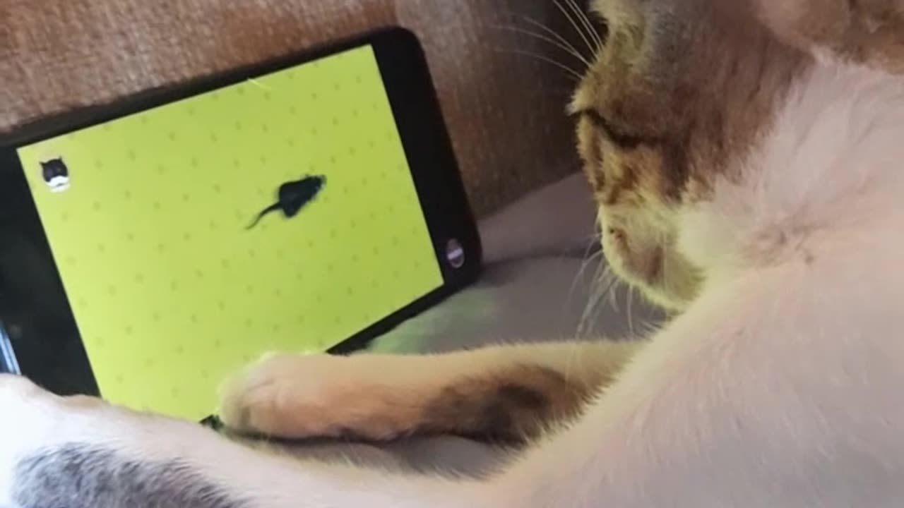 Is My Cat a Gamer? Watch Her Play with Mice