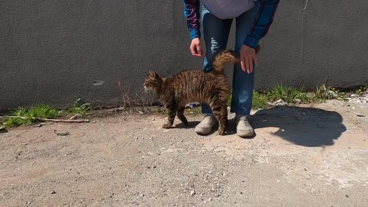 Fastest meowing cat is talking to me unbelievably cute