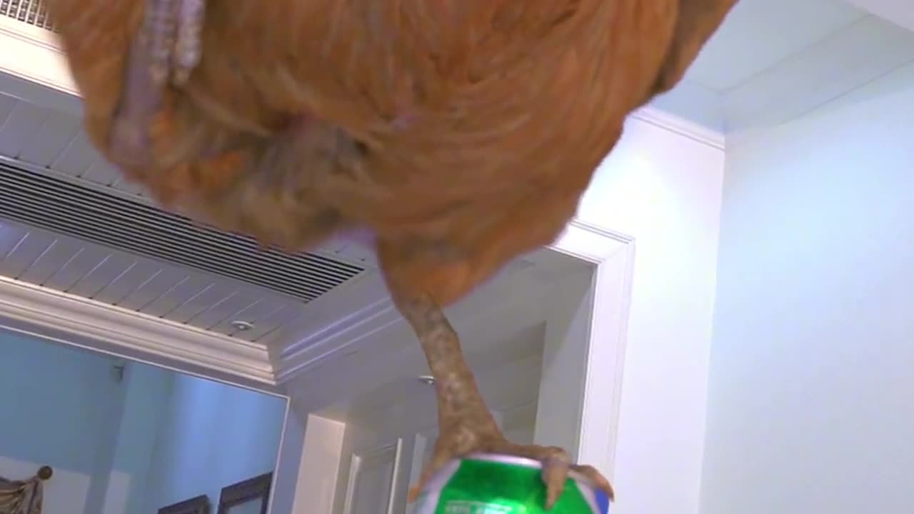 Cat having fun with hen
