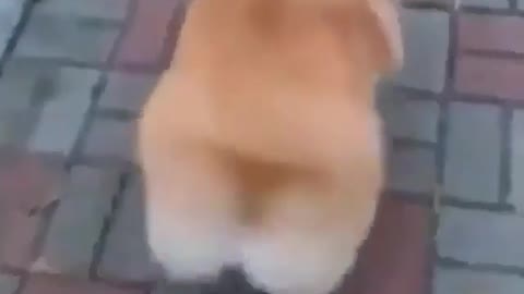 Corgi's sexy peach butt