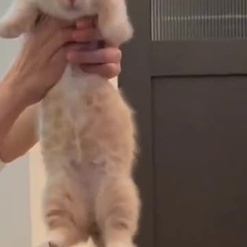 funny cat , cute cat videos