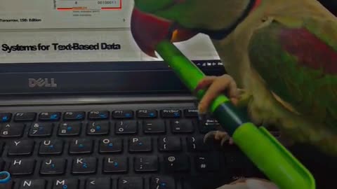 Cute Parrot