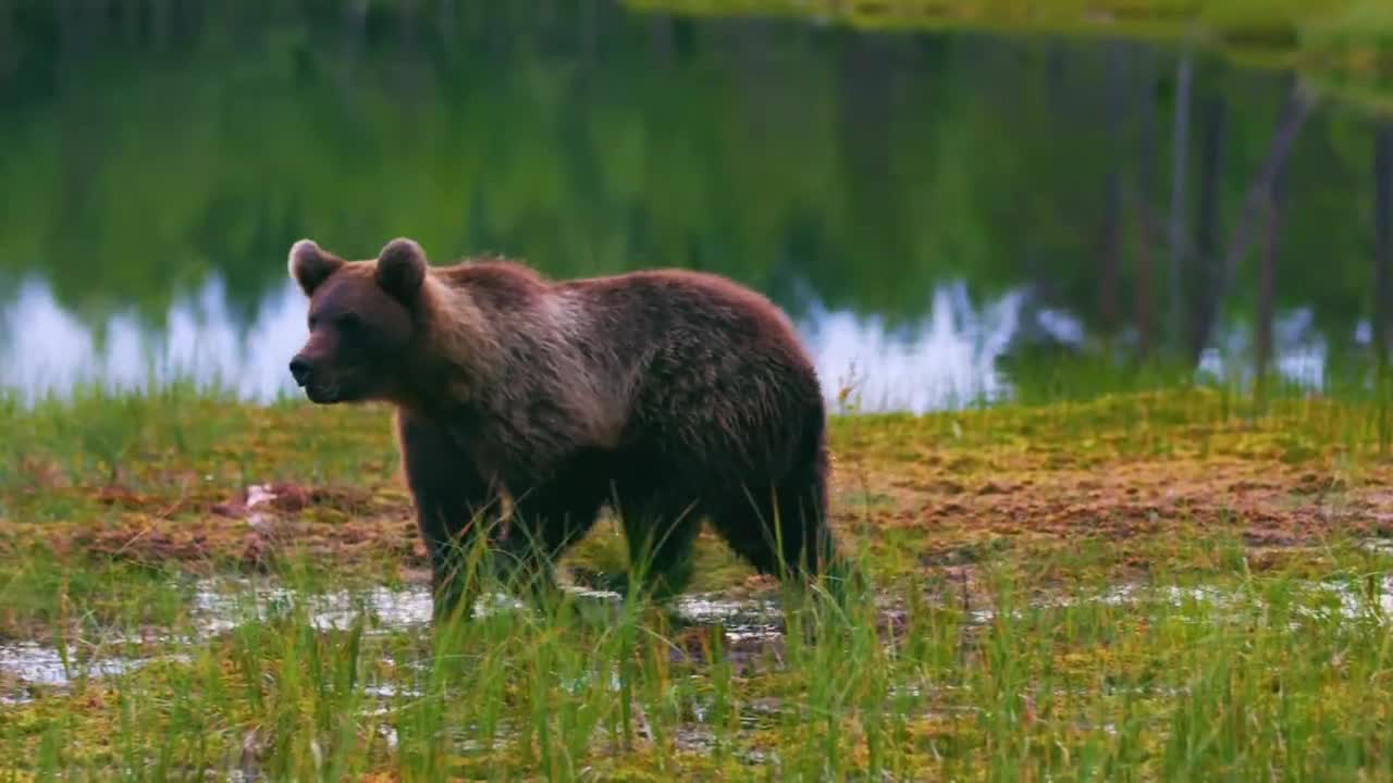 What is a grizzly bear looking for
