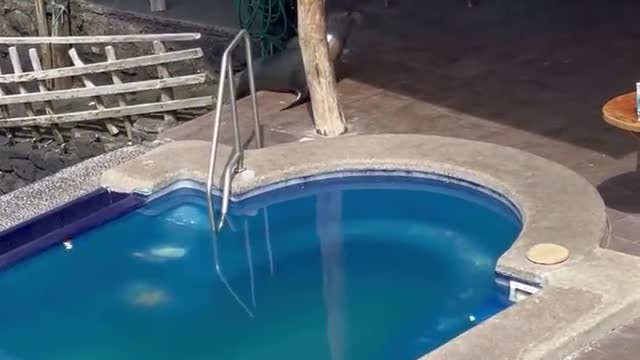 Sea Lion enters in hotel, swims in the pool and steals a man's chair