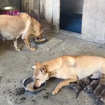 Papa dog giving mama dog his chicken