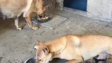 Papa dog giving mama dog his chicken